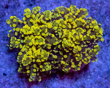 Load image into Gallery viewer, FK Honey Gold Frogspawn Euphyllia