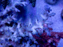 Load image into Gallery viewer, FK Ice Fire Echinata Aussie Acropora (Cut to Order)