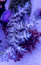 Load image into Gallery viewer, FK Ice Fire Echinata Aussie Acropora (Cut to Order)