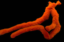Load image into Gallery viewer, Finger Sponge β Red/Orange (Ptilocaulis sp.)