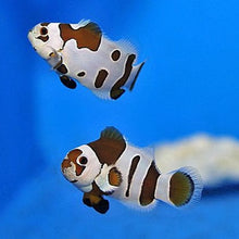 Load image into Gallery viewer, Ocellaris Storm - Amphiprion ocellaris