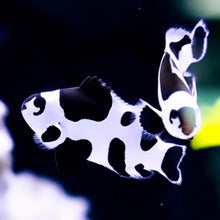 Load image into Gallery viewer, Ocellaris Storm - Amphiprion ocellaris