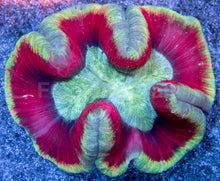 Load image into Gallery viewer, Solar Inferno Wellsophyllia