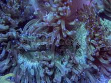 Load image into Gallery viewer, Red Core Elegance Coral