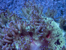 Load image into Gallery viewer, Red Core Elegance Coral