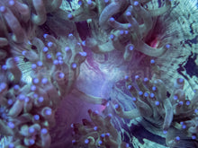 Load image into Gallery viewer, Red Core Elegance Coral