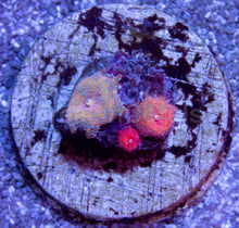 Load image into Gallery viewer, Galactic Ember Discosoma