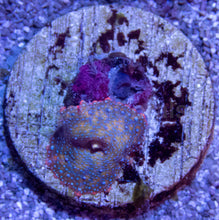 Carregar imagem no visualizador da galeria, Galactic Ember Discosoma