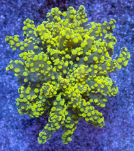 Carregar imagem no visualizador da galeria, Electric Sun Torch