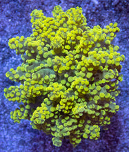 Carregar imagem no visualizador da galeria, Electric Sun Torch