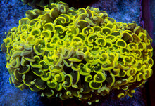 Carregar imagem no visualizador da galeria, Golden Venom Hammer