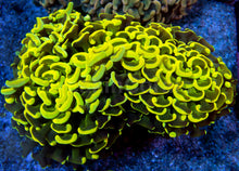 Carregar imagem no visualizador da galeria, Golden Venom Hammer