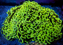 Carregar imagem no visualizador da galeria, Golden Venom Hammer