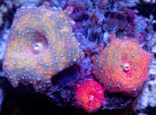 Load image into Gallery viewer, Galactic Ember Discosoma