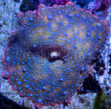 Carregar imagem no visualizador da galeria, Galactic Ember Discosoma