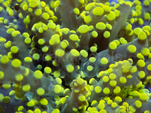 Carregar imagem no visualizador da galeria, Electric Sun Torch