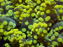 Carregar imagem no visualizador da galeria, Electric Sun Torch