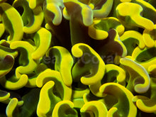 Carregar imagem no visualizador da galeria, Golden Venom Hammer