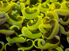 Carregar imagem no visualizador da galeria, Golden Venom Hammer