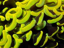 Carregar imagem no visualizador da galeria, Golden Venom Hammer