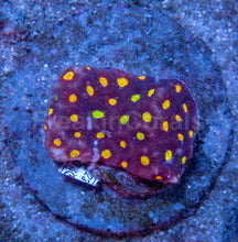 Load image into Gallery viewer, ❤️⚔️ Toro Bravo Favites