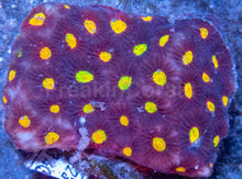 Load image into Gallery viewer, ❤️⚔️ Toro Bravo Favites