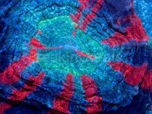 Load image into Gallery viewer, ππ₯ Ocean Ember Acanthophyllia