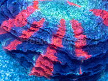 Load image into Gallery viewer, ππ₯ Ocean Ember Acanthophyllia