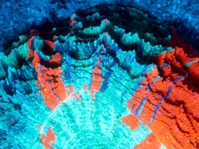 Load image into Gallery viewer, ππ₯ Ocean Ember Acanthophyllia
