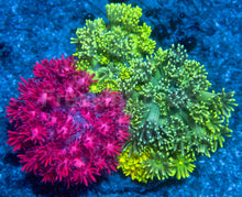 Load image into Gallery viewer, 🌈🌀 Prism Cluster Goni (AR)