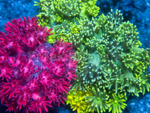 Load image into Gallery viewer, 🌈🌀 Prism Cluster Goni (AR)