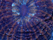 Carregar imagem no visualizador da galeria, Dusky Twilight Acanthophyllia