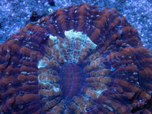 Carregar imagem no visualizador da galeria, Dusky Twilight Acanthophyllia