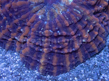 Carregar imagem no visualizador da galeria, Dusky Twilight Acanthophyllia