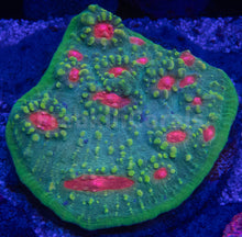 Carregar imagem no visualizador da galeria, Firestorm Eye Chalice Colony