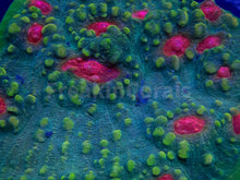 Carregar imagem no visualizador da galeria, Firestorm Eye Chalice Colony