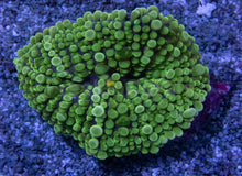 Carregar imagem no visualizador da galeria, Emerald Surge Ricordea Yuma