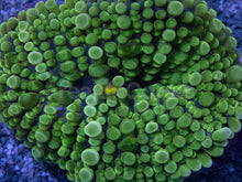 Carregar imagem no visualizador da galeria, Emerald Surge Ricordea Yuma