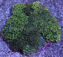 Carregar imagem no visualizador da galeria, Emerald Harmony Pipe Organ (Tubipora musica)