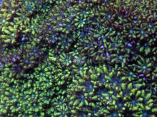 Carregar imagem no visualizador da galeria, Emerald Harmony Pipe Organ (Tubipora musica)