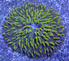 Load image into Gallery viewer, Emerald Drift Fungia (Fungia spp.)