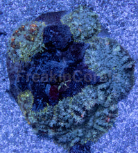 Carregar imagem no visualizador da galeria, Firefly Rhodactis (Rhodactis spp.) (CUT-TO-ORDER)