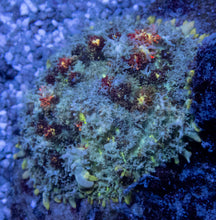 Carregar imagem no visualizador da galeria, Firefly Rhodactis (Rhodactis spp.) (CUT-TO-ORDER)