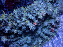 Carregar imagem no visualizador da galeria, Firefly Rhodactis (Rhodactis spp.) (CUT-TO-ORDER)