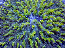 Load image into Gallery viewer, Emerald Drift Fungia (Fungia spp.)