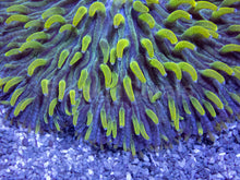 Load image into Gallery viewer, Emerald Drift Fungia (Fungia spp.)