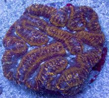 Carregar imagem no visualizador da galeria, Golden Ember Symphillia (Symphillia spp.)