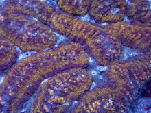 Carregar imagem no visualizador da galeria, Golden Ember Symphillia (Symphillia spp.)