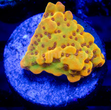 Load image into Gallery viewer, Golden Blush Montipora (Montipora spp.)
