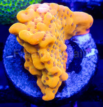 Load image into Gallery viewer, Golden Blush Montipora (Montipora spp.)